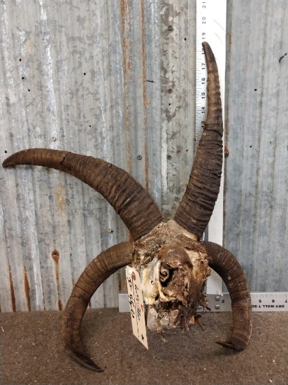 Jacobs 4 Horn Sheep Skull Taxidermy