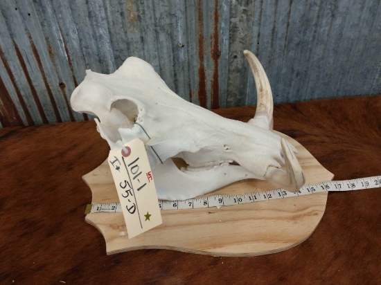 African Warthog Skull Taxidermy