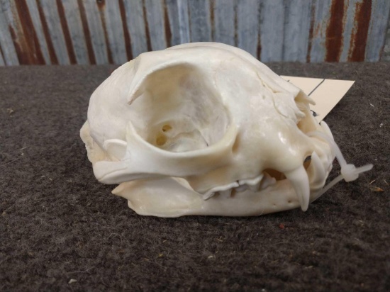 Big Bobcat Skull Taxidermy