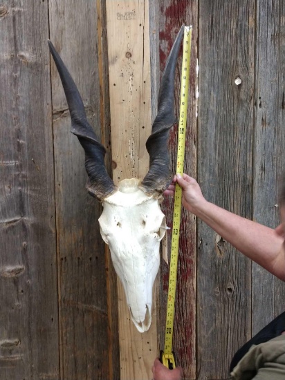 African Eland Skull Taxidermy