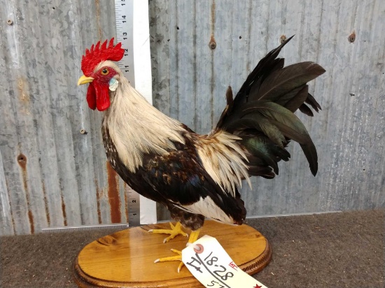 Bantam Rooster Taxidermy Mount