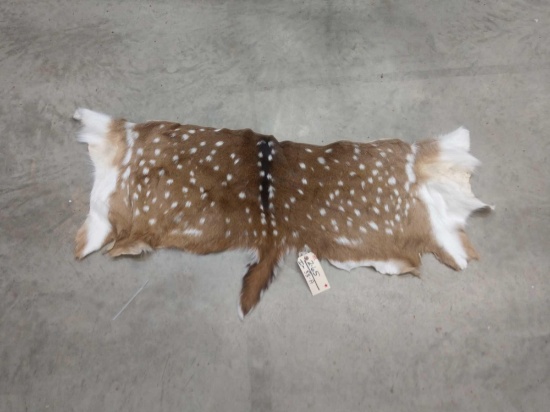 Axis Deer Back Skin Taxidermy