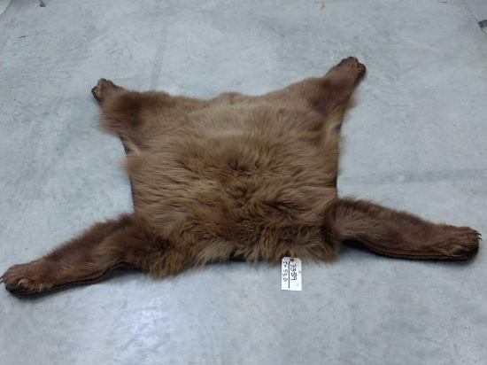 Black Bear Rug Taxidermy