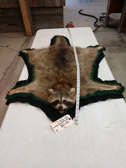 Raccoon Rug Taxidermy