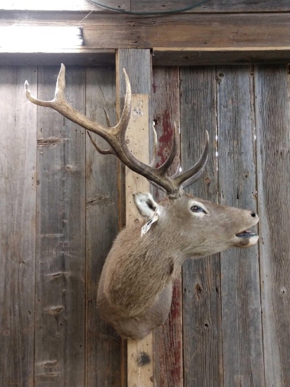 Red Stag Shoulder Mount Taxidermy