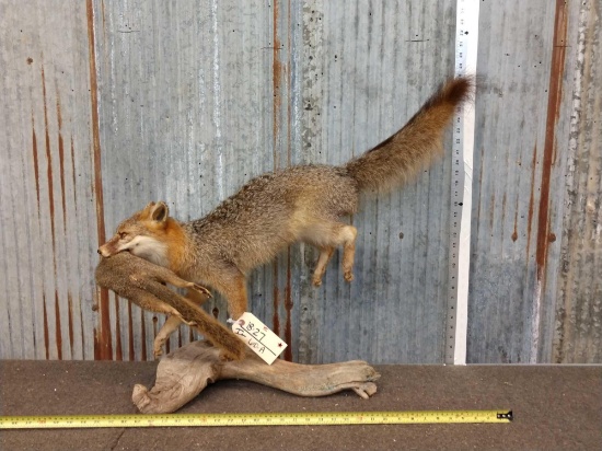 Grey Fox With Squirrel Full Body Taxidermy Mount