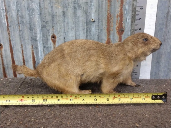 Prairie Dog Full Body Taxidermy Mount