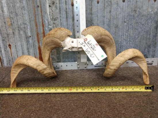 Cool Double Curl Ram Horns Taxidermy