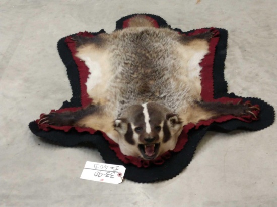 Badger Rug Taxidermy