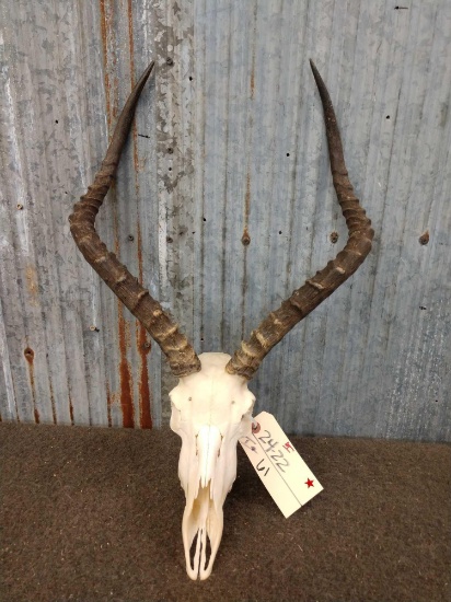 African Impala Skull Taxidermy