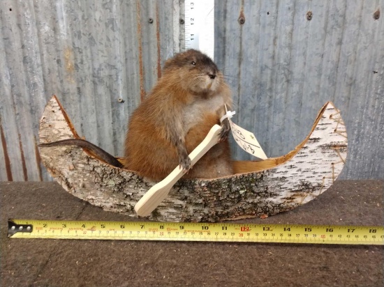 Muskrat In A Birch Bark Canoe Taxidermy