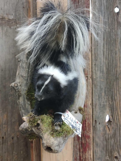 Skunk In A Den Taxidermy