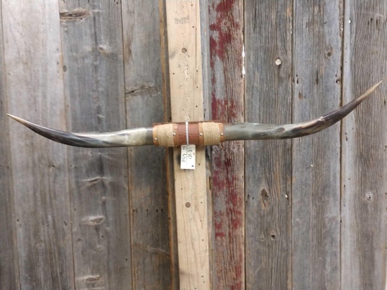 54" Texas Longhorns mounted Taxidermy