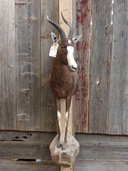African Blesbok Half Body Taxidermy Mount