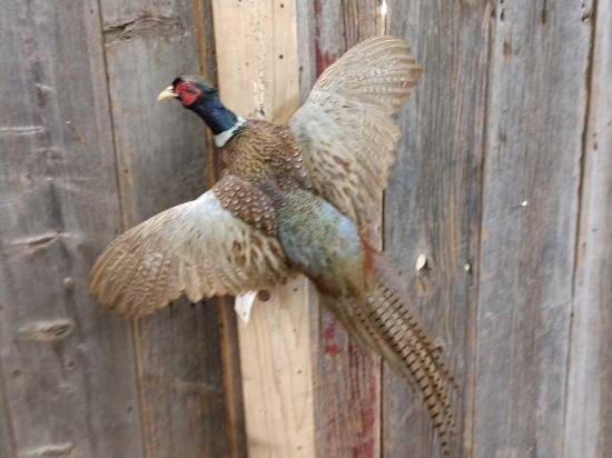 Pheasant In Flight Taxidermy Mount