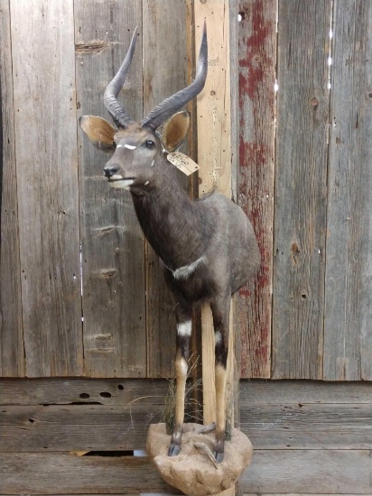 African Nyala Half Body Taxidermy Mount