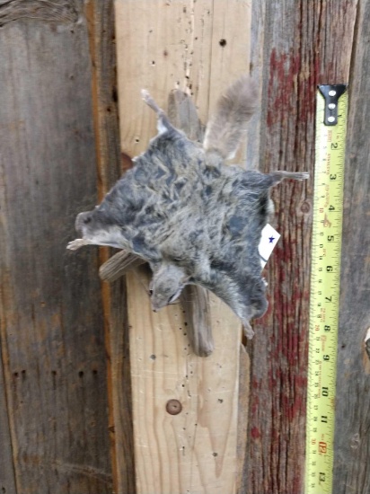 Flying Squirrel Full Body Taxidermy Mount