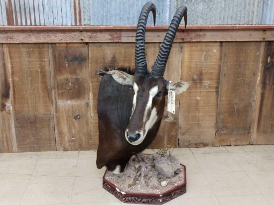 African Sable Table Top Pedestal Taxidermy