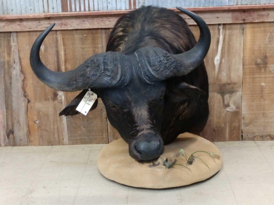 African Cape Buffalo Pedestal Taxidermy Mount