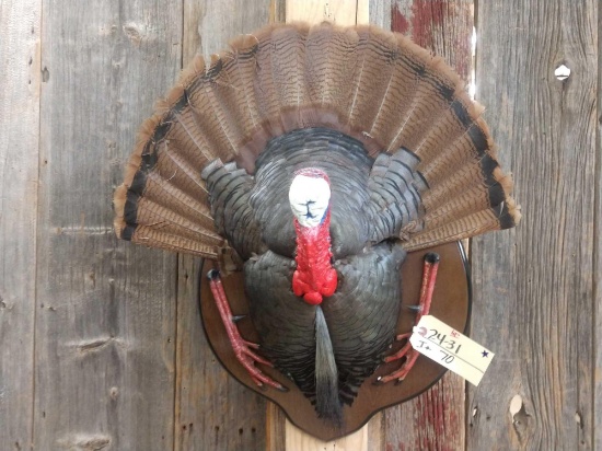 Turkey Half Body Taxidermy Mount