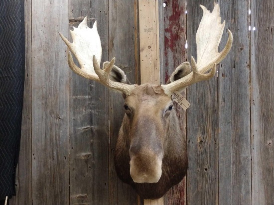Moose Shoulder Mount Taxidermy