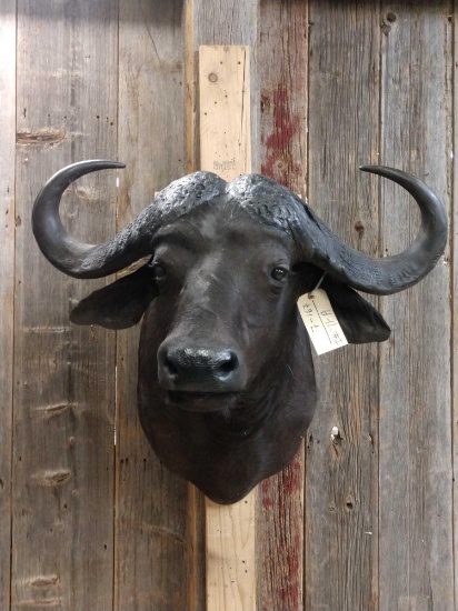 African Cape Buffalo Shoulder Mount Taxidermy