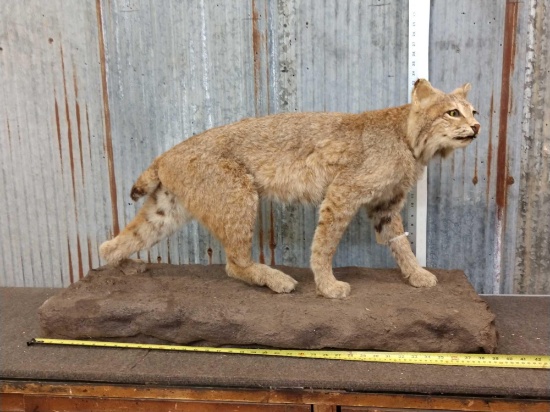 Bobcat Full Body Taxidermy Mount
