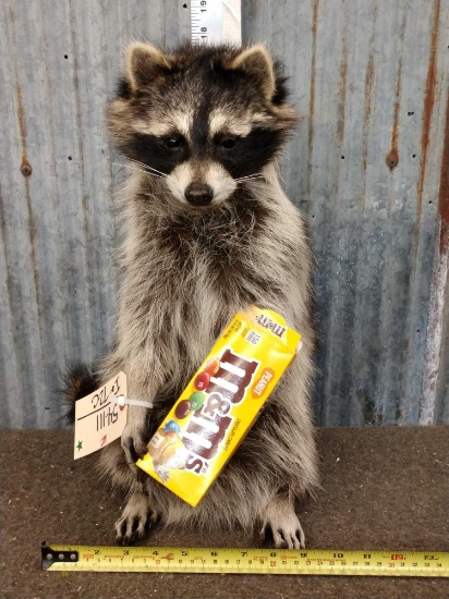Raccoon Eating M&M's Taxidermy Mount