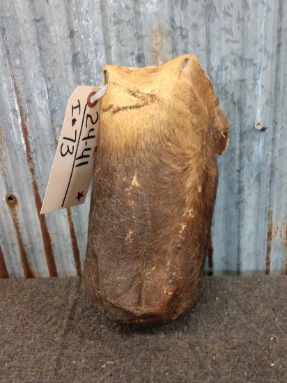African Cape Buffalo Scrotum Taxidermy