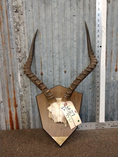 African Impala Horns On Plaque