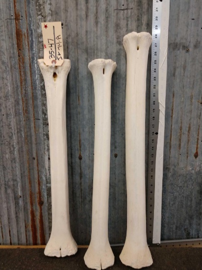 3 Giraffe Leg Bones