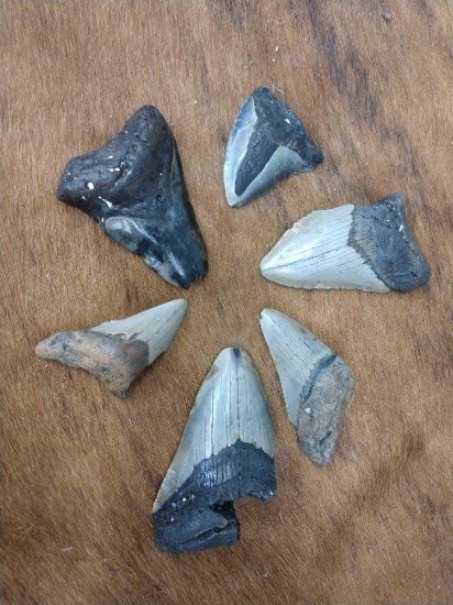 6 Megalodon Fossilized Prehistoric Shark Teeth