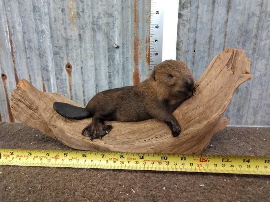 Baby Beaver Full Body Taxidermy Mount