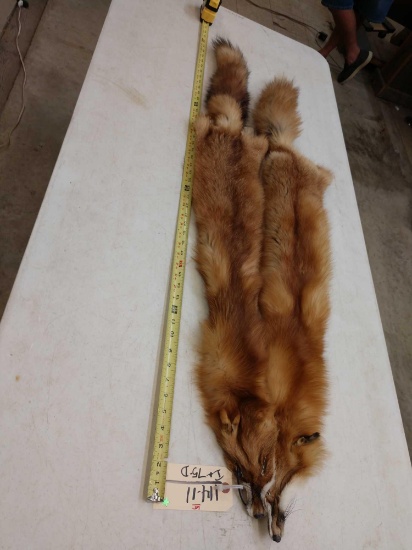 2 Soft Tanned Red Fox Furs Taxidermy
