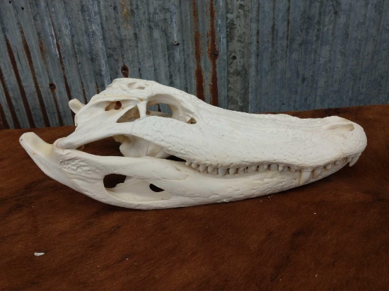 Alligator Skull Taxidermy