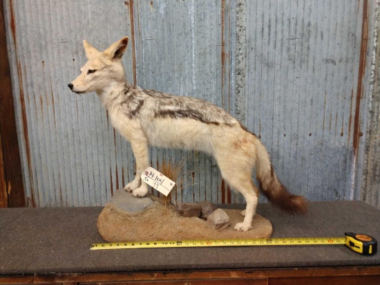 African Black Back Jackal Full Body Taxidermy