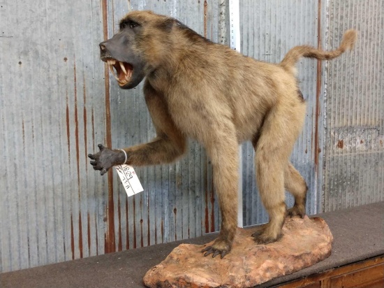 Chacma Baboon Full Body Taxidermy Mount