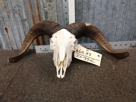Ram Sheep Skull Taxidermy