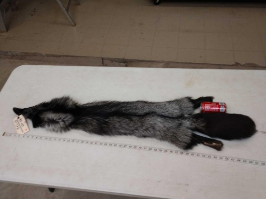 Soft Tanned Silver Ranch Fox Fur Taxidermy