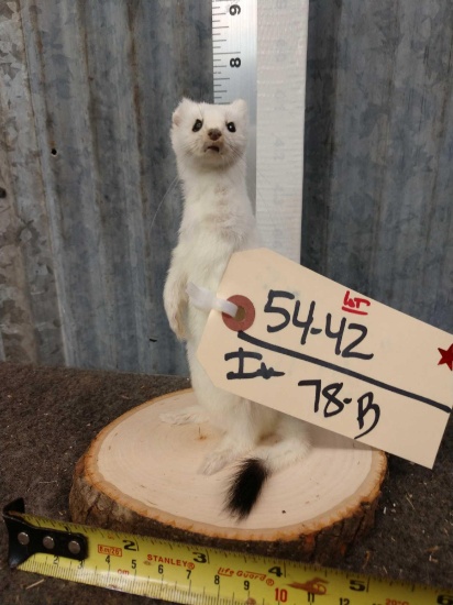 Weasel Full Body Taxidermy Mount