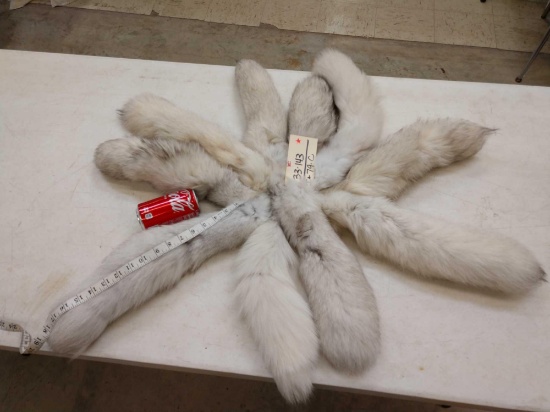 10 Jumbo Blue Ranch Fox Tails Taxidermy
