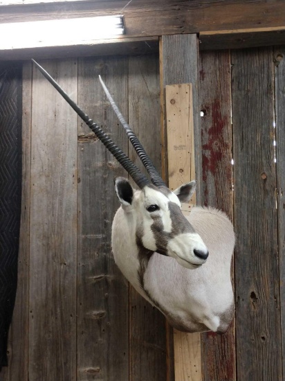 African Gemsbok Shoulder Mount Taxidermy