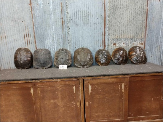 7 Snapping Turtle Shells