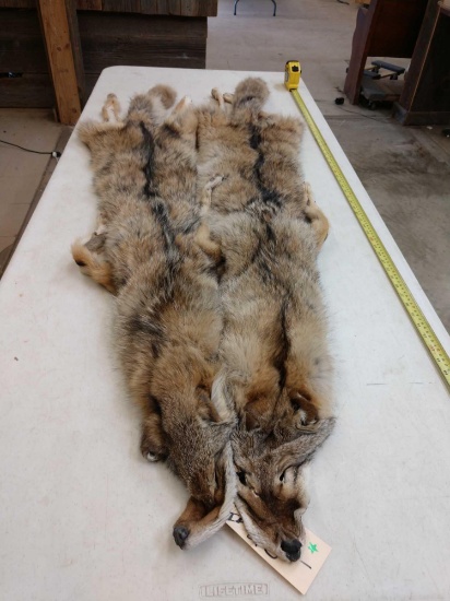 2 Soft Tanned Coyote Furs Taxidermy