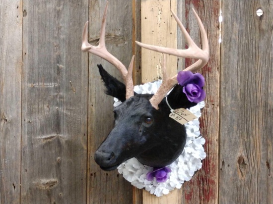 Black Whitetail Deer Shoulder Mount Taxidermy