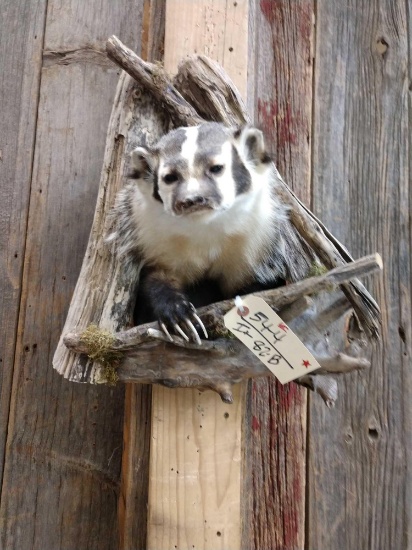 Badger In A Den Taxidermy Mount