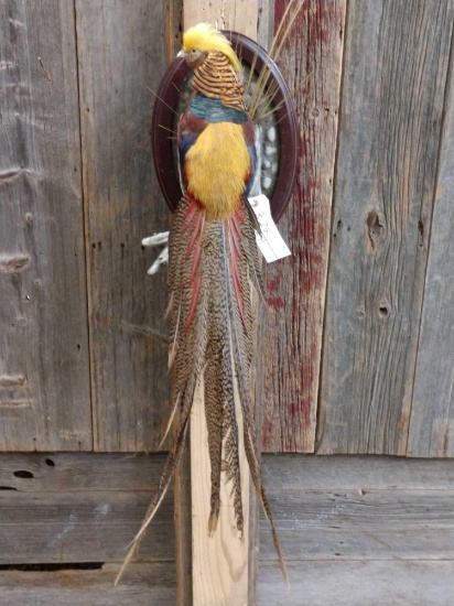 Golden Pheasant Full Body Taxidermy Mount