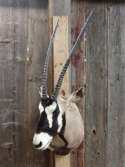 African Gemsbok Shoulder Mount Taxidermy
