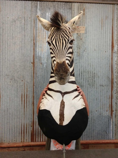 Zebra Pedestal Taxidermy Mount
