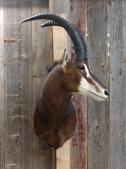 African Sable Shoulder Mount Taxidermy